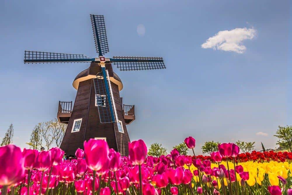 27 Magical Images Of The Blooming Tulip Farms In Holland