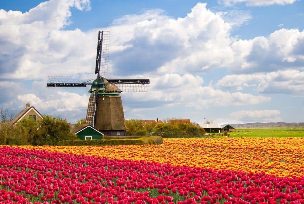 27 Magical Images Of The Blooming Tulip Farms In Holland