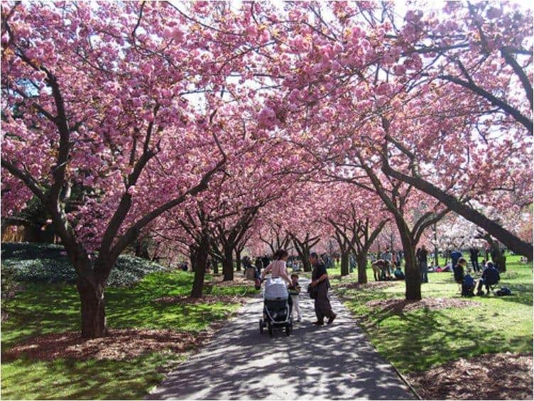 Viewing Japan's Cherry Trees In Bloom: An Otherworldly Experiance