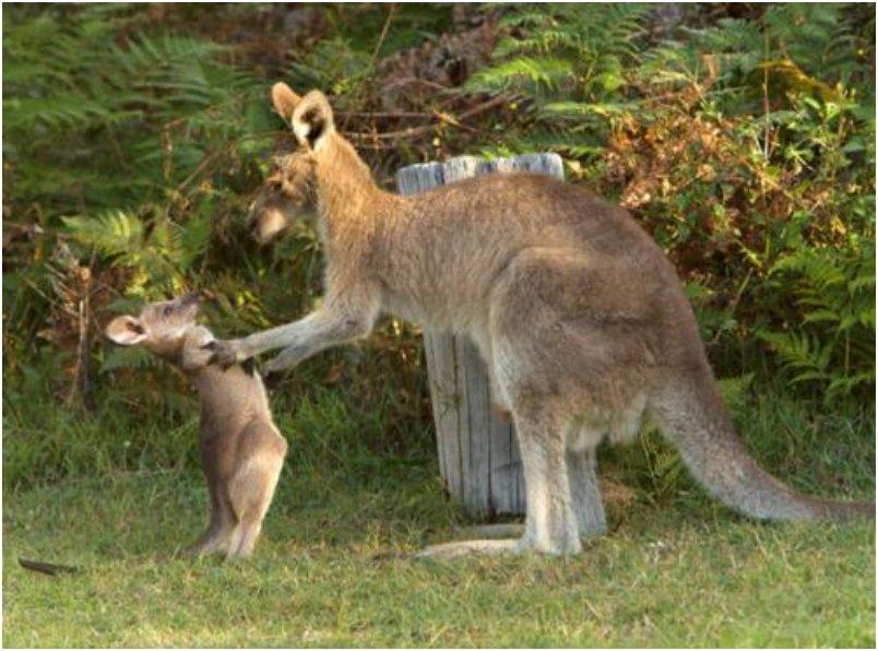 funny-kangaroo-chat