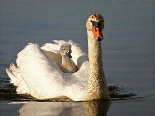 50 Parents From The Animal Kingdom And Their Adorable Kids