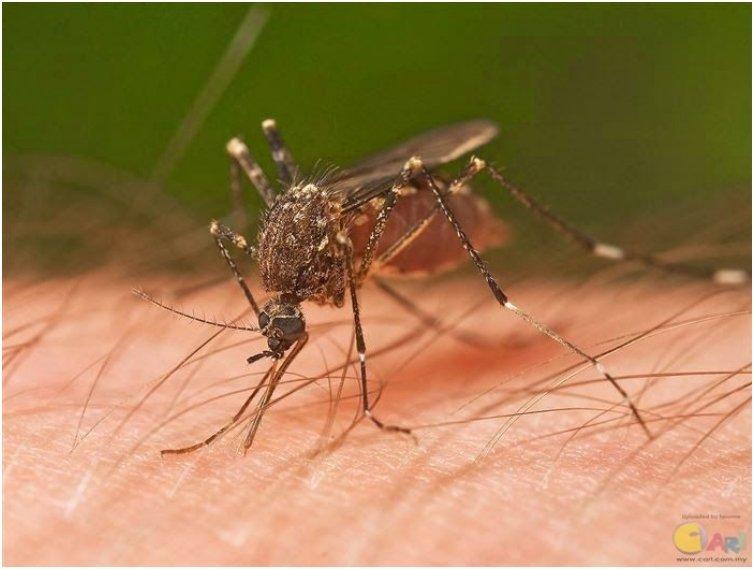releae mosquito bites
