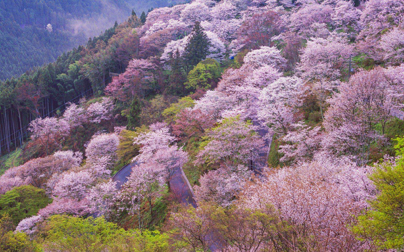 Viewing Japan's Cherry Trees In Bloom: An Otherworldly Experiance