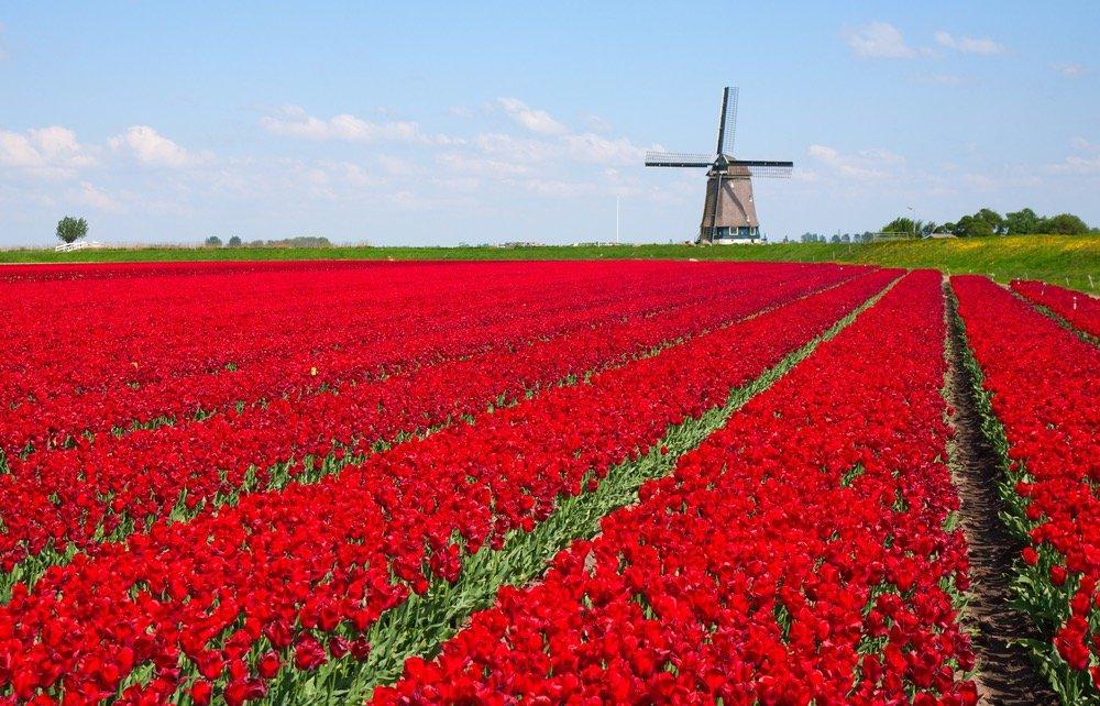 27 Magical Images Of The Blooming Tulip Farms In Holland