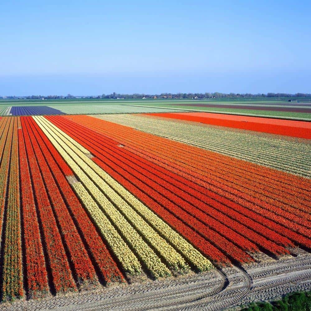 27 Magical Images Of The Blooming Tulip Farms In Holland