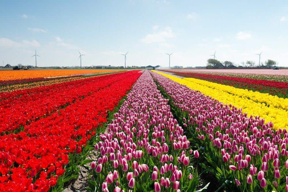 27 Magical Images Of The Blooming Tulip Farms In Holland