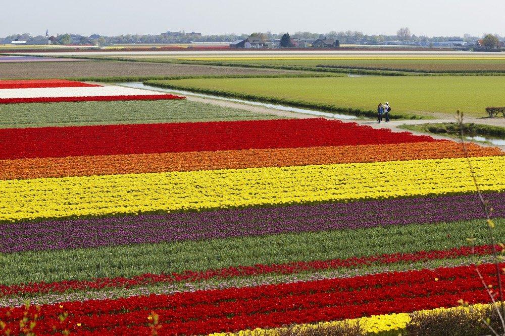 27 Magical Images Of The Blooming Tulip Farms In Holland