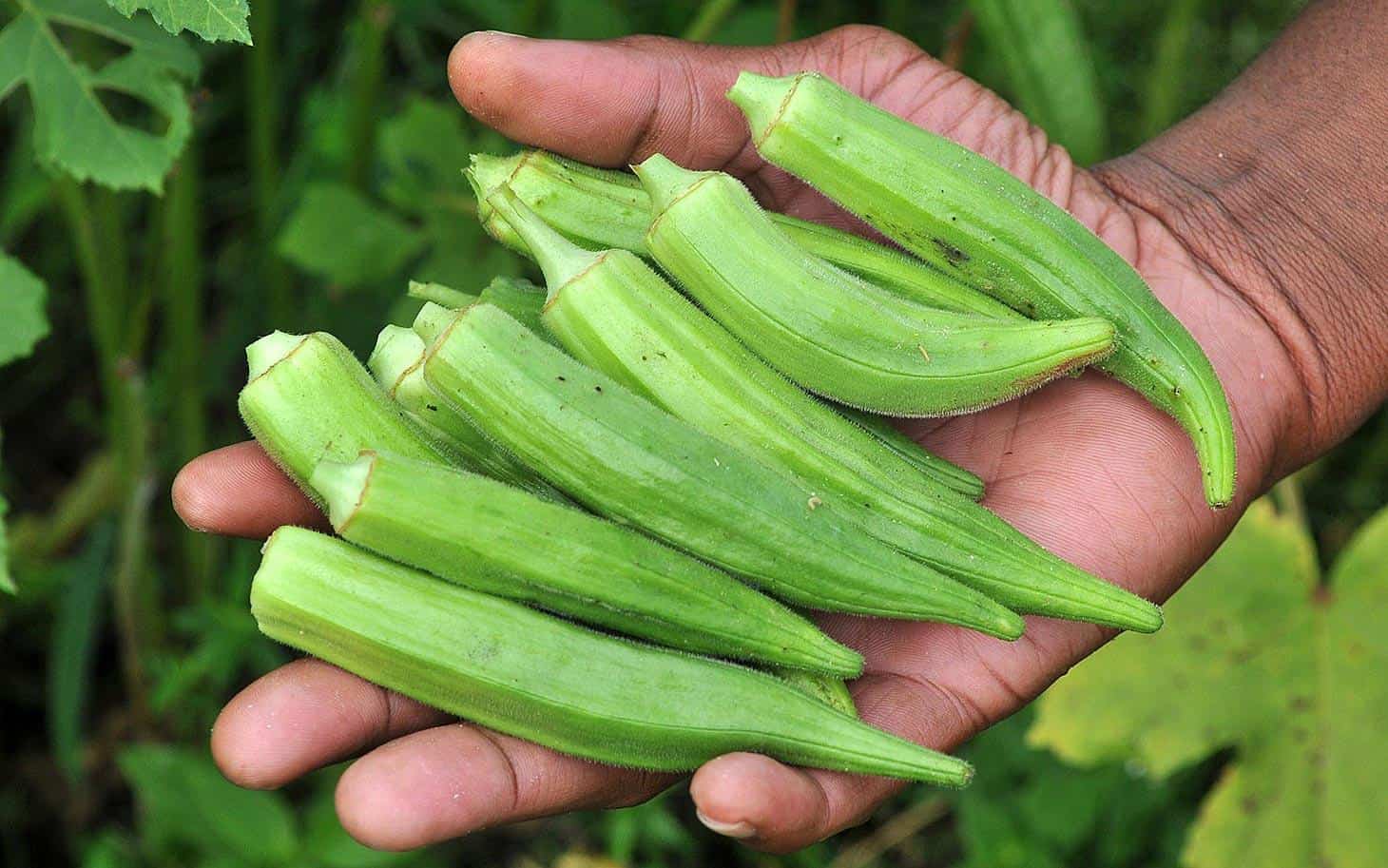 What We Say Okra Vegetable In English