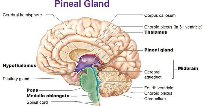 How to Detox your Pineal Gland Effectively? ~ KrobKnea