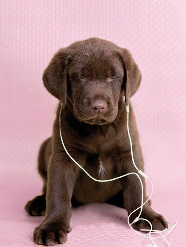 music that makes dogs happy