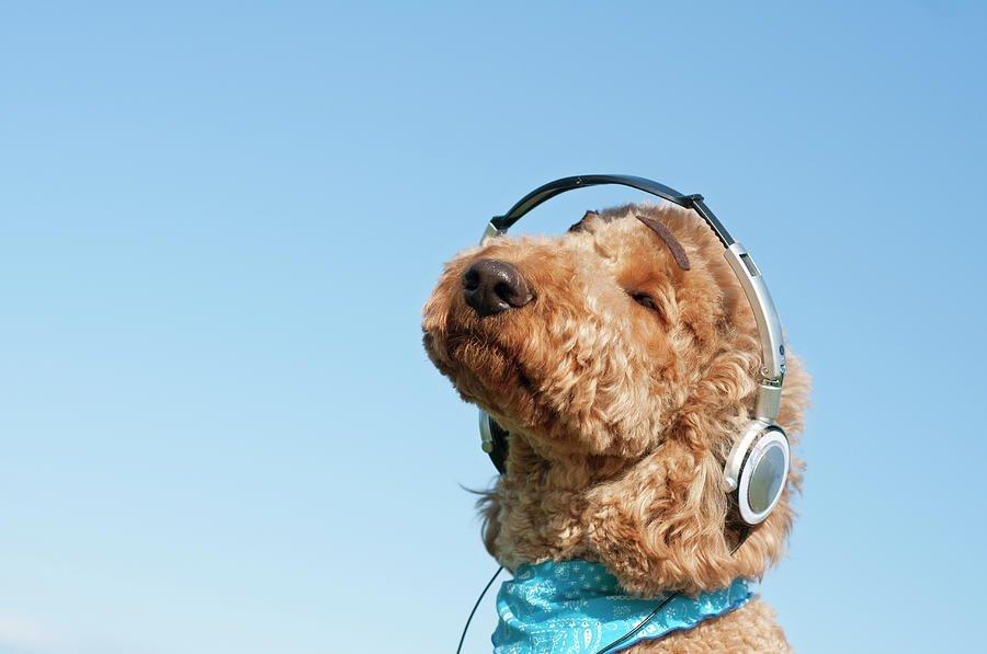 music to make your dog happy