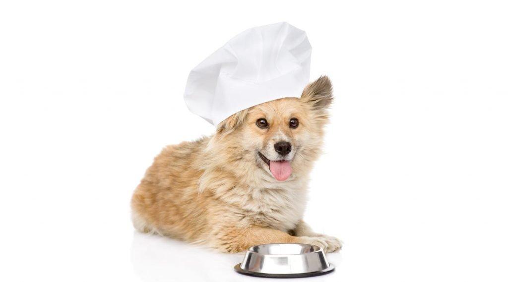chef dog