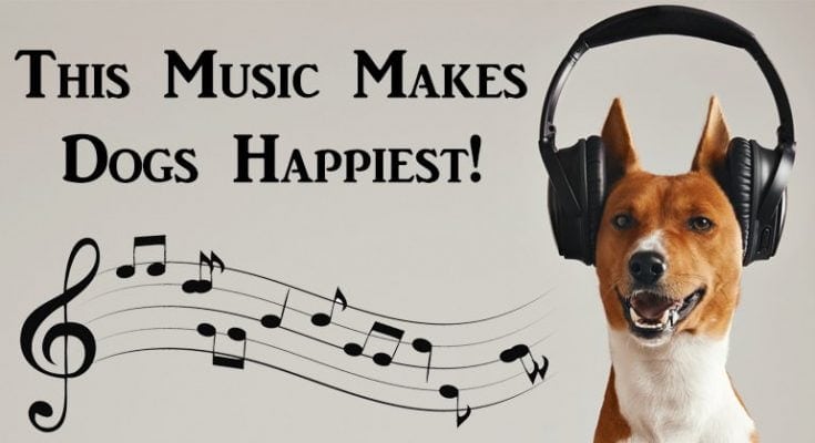 the dog music