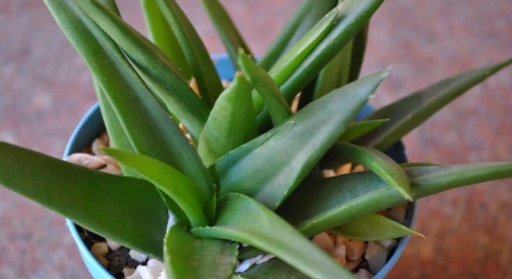how to grow aloe vera