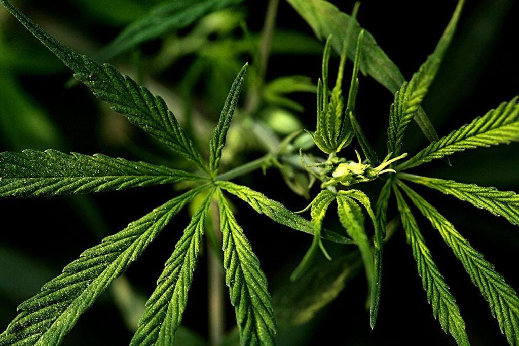 weed-3545217_1280_A Cheat Sheet to the Most Popular Weed Strains in Canada