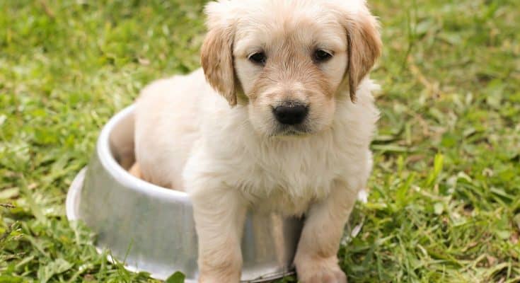puppy-4 Tips for First Time Puppy Owners