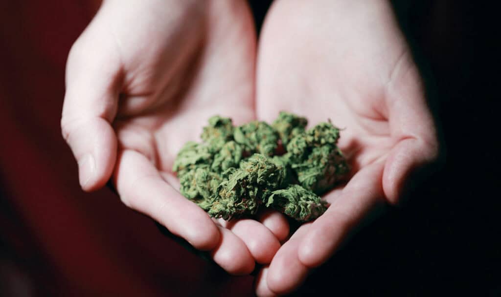 cannabis