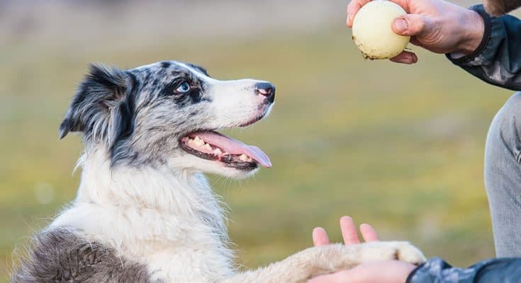 Dog training with a ball in the park