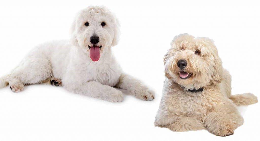 Companion Dogs Goldendoodles and Labradoodle