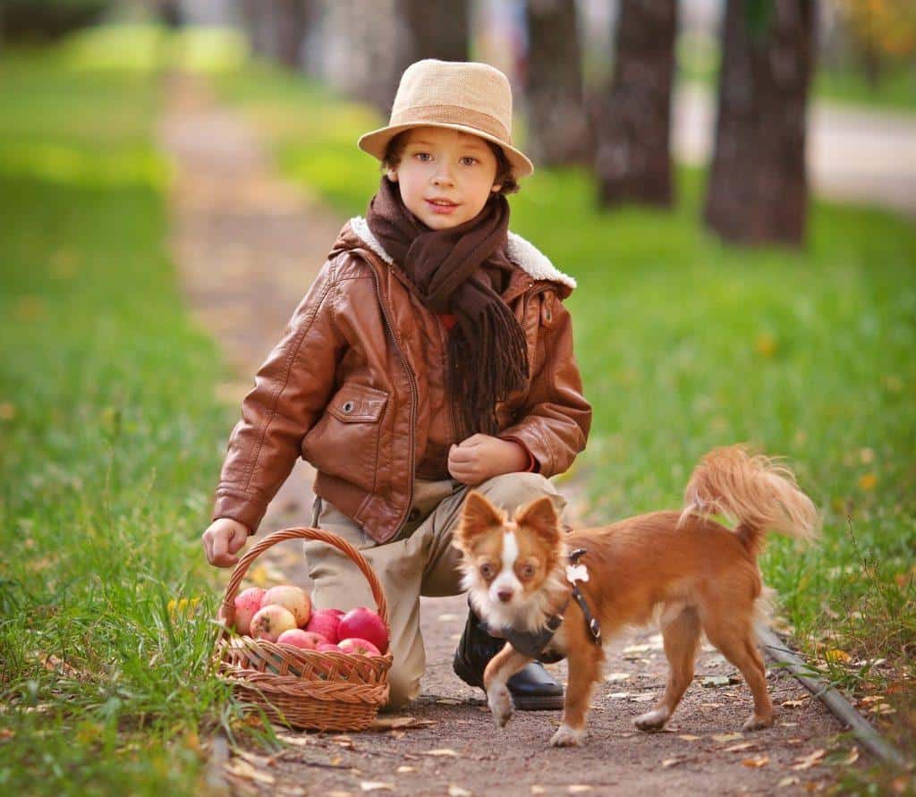 dogs-2958197_19201