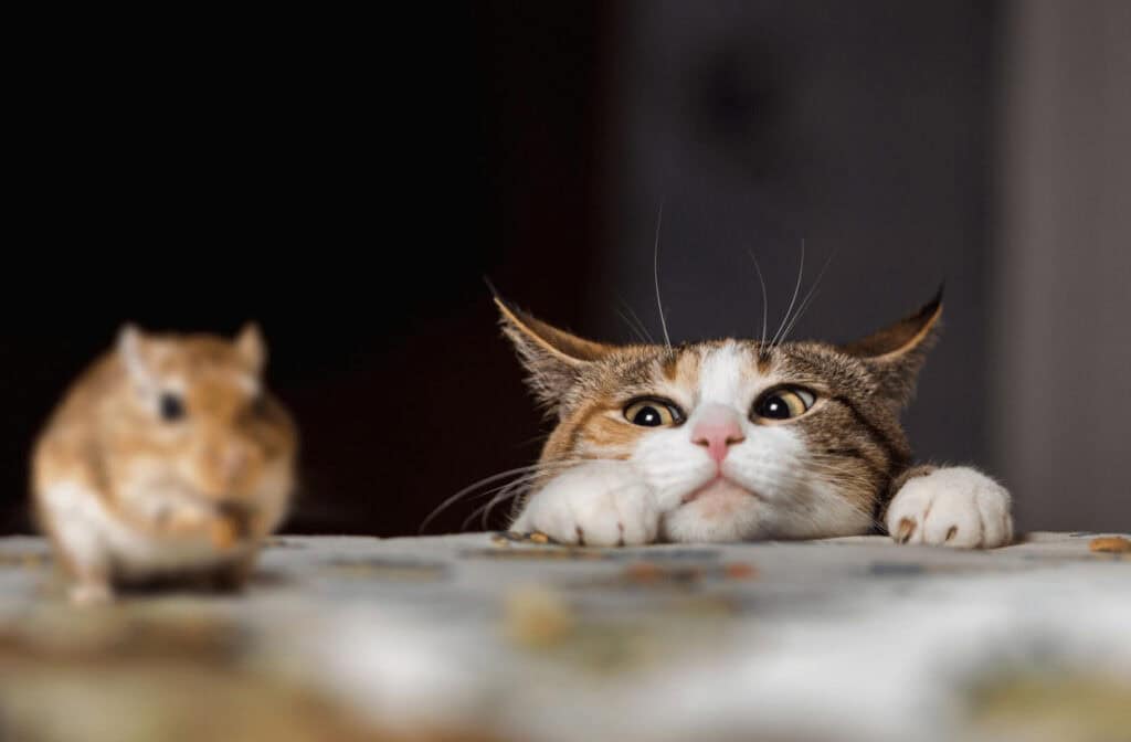 Cats and furbabies