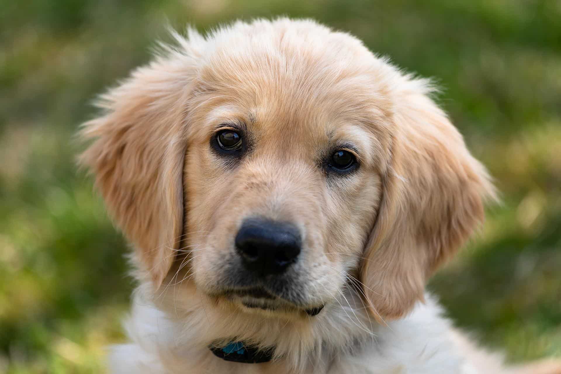 Labrador Retrievers