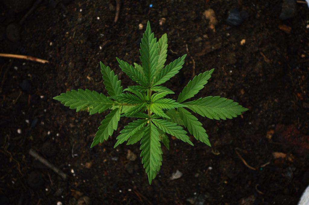 CBD