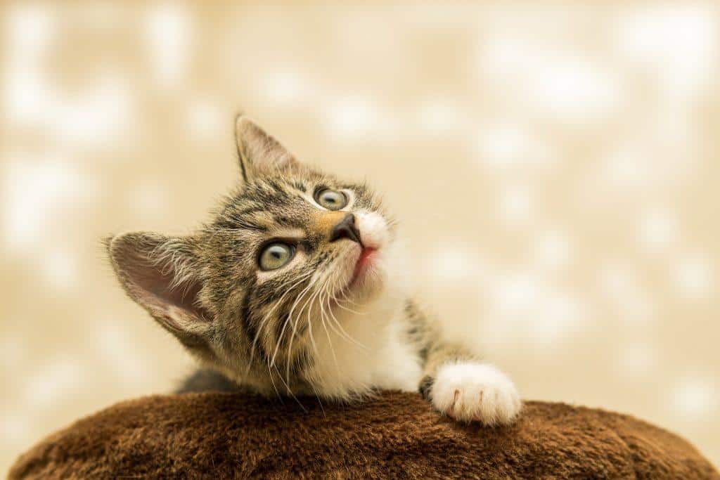 litter box for cat