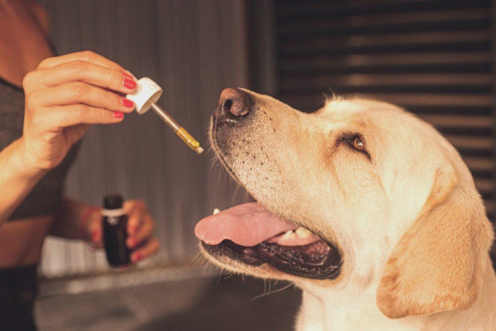 pets