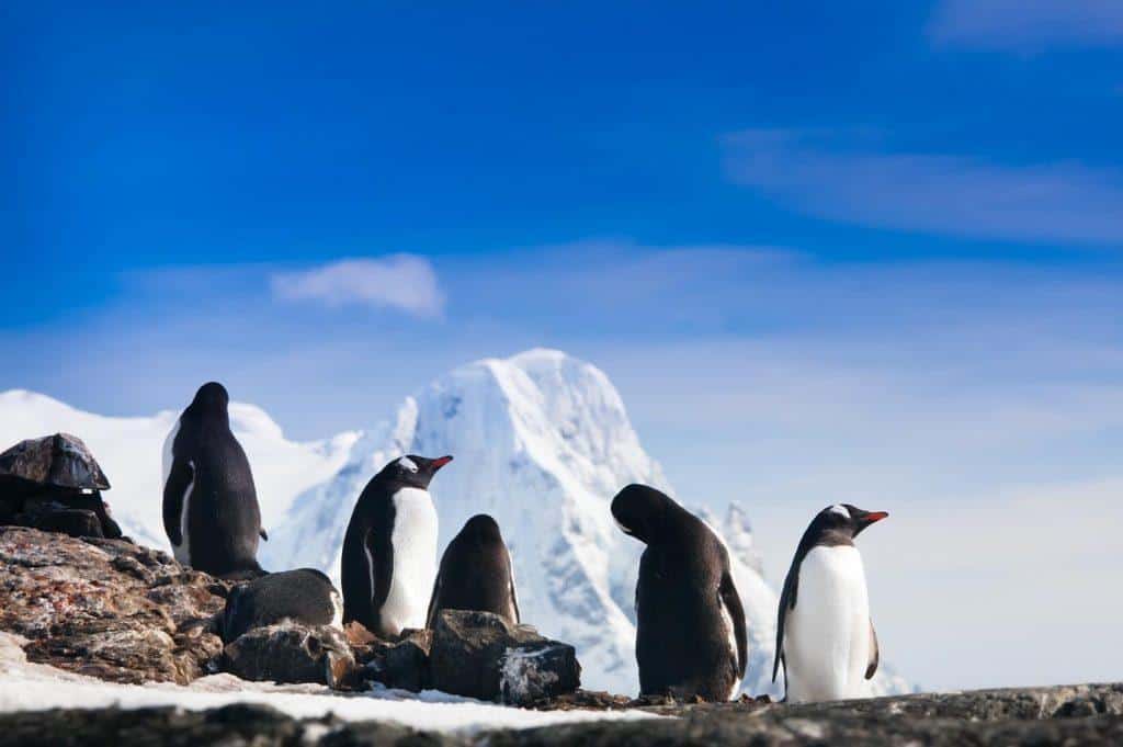 The Wildlife Enthusiasts Guide To The Polar Regions