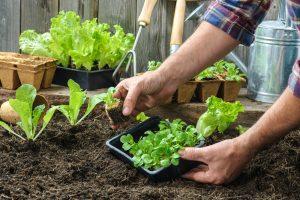 6 Gardening Tips To Transform Small Spaces