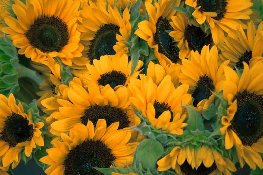 How to Make This Mother's Day Safe and Memorable