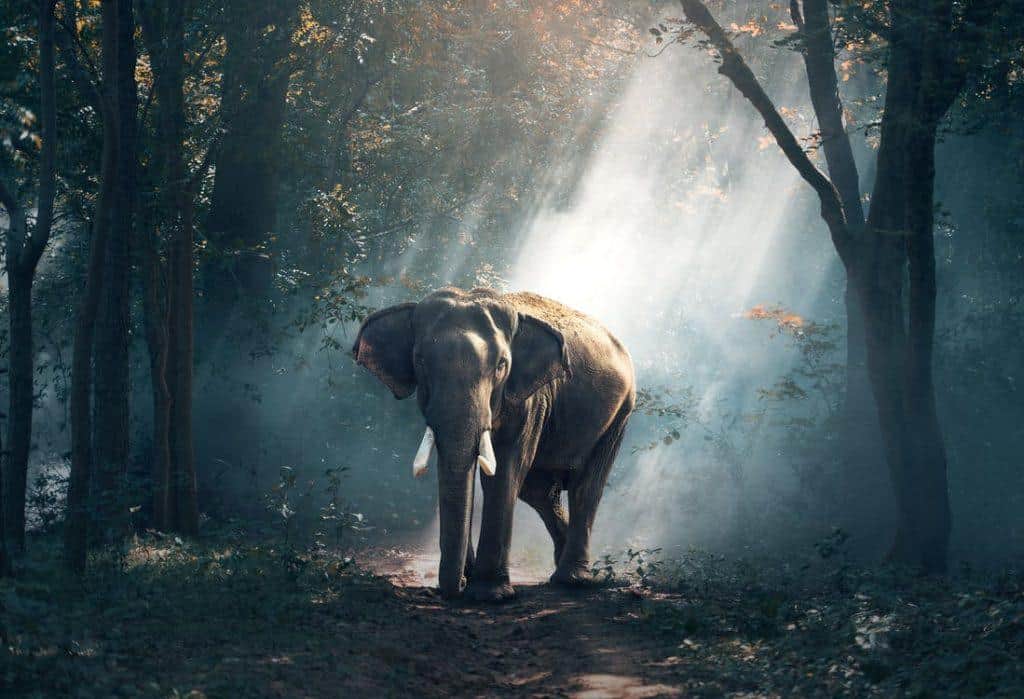 Top 3 Destinations in US for Wildlife Enthusiasts