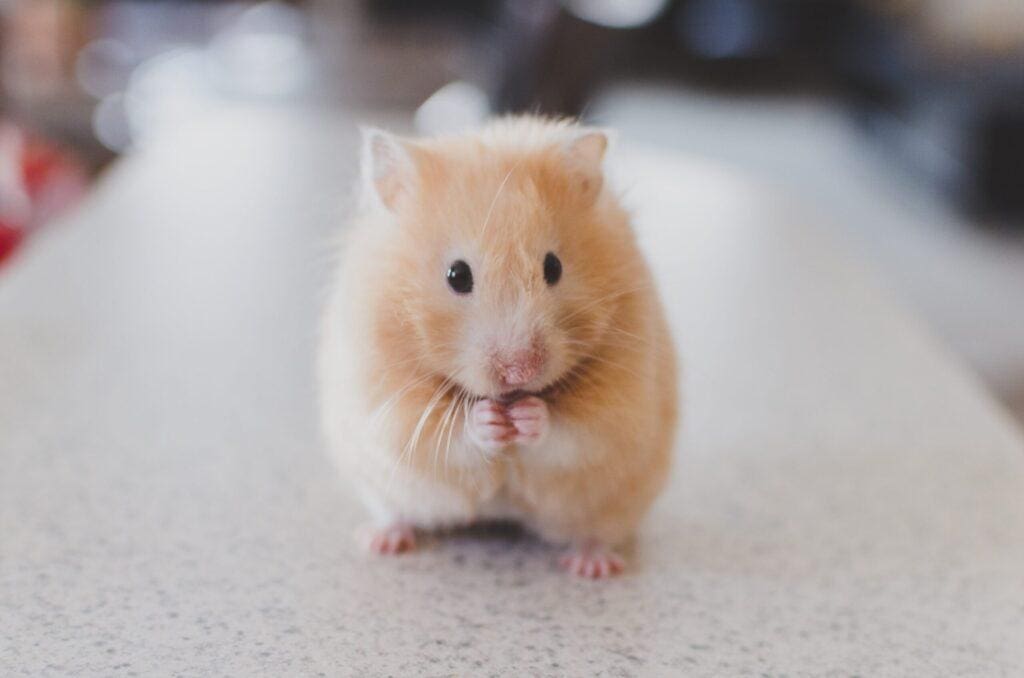 mice