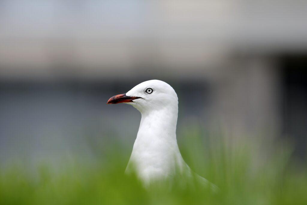 Pigeon