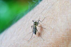 SUREFIRE WAYS TO RID YOUR HOMES OF MOSQUITOES