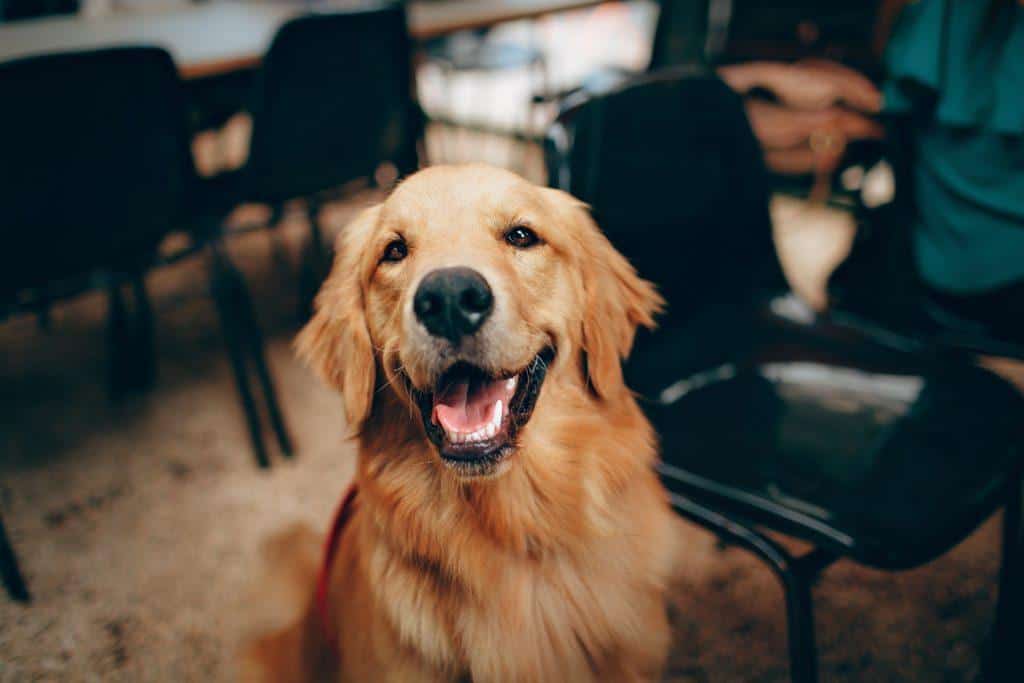 6 Ideas for Connecting With Your New Dog