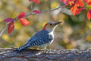 What to Do If a Woodpecker Damages Your House