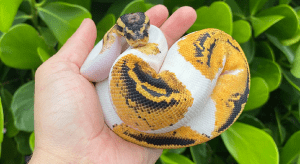Reasons Why Ball Pythons Make Good Pets