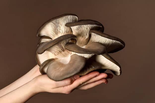 Why You Should Add Medicinal Mushrooms to Your Diet