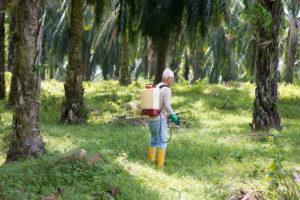 13 Plants That Require Palm Tree Fertilizer