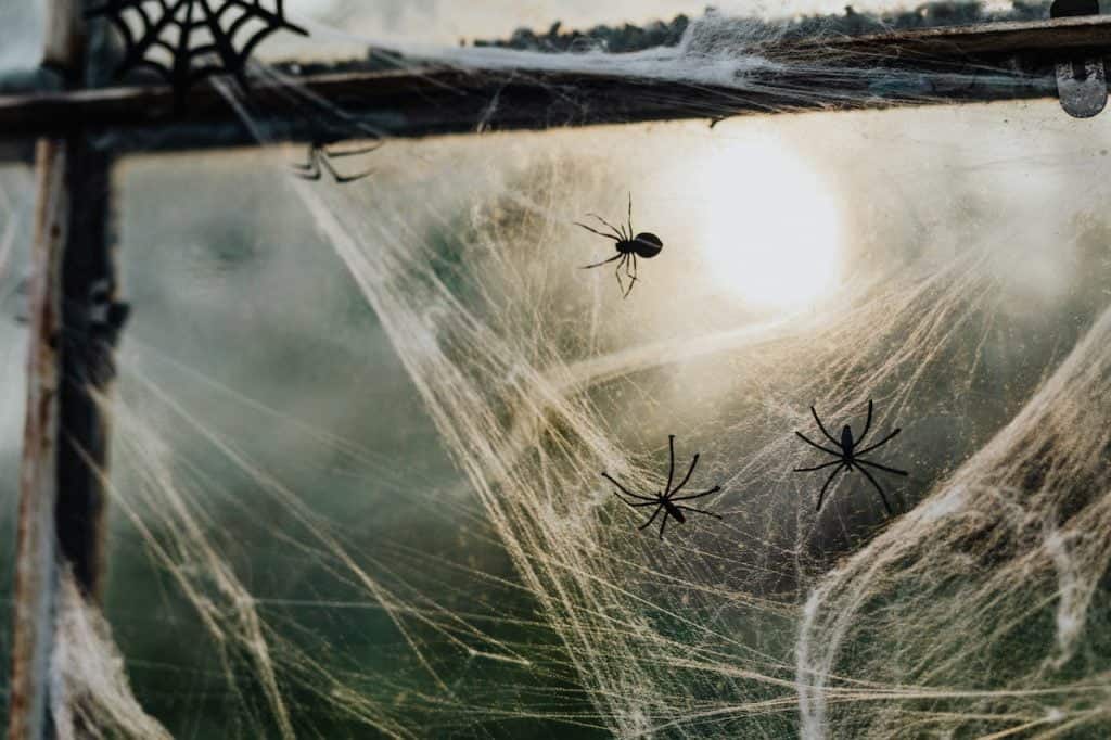 How To Identify Different Types Of Spiders In Utah