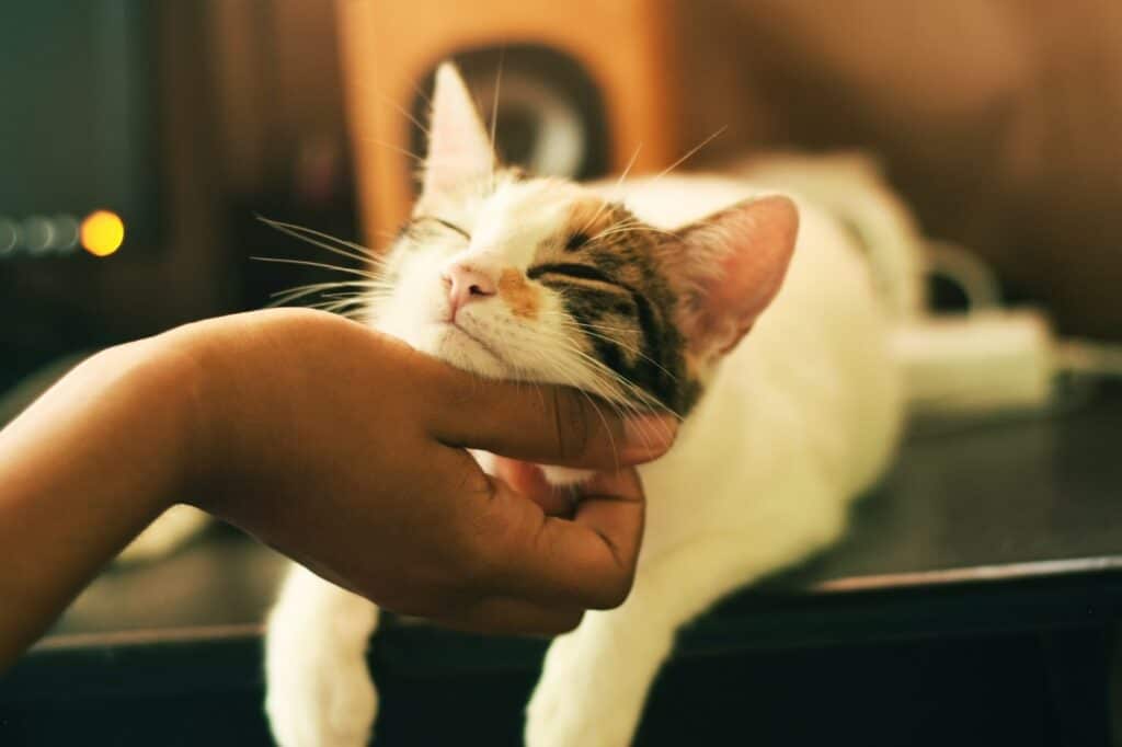 What Should You Look for in a Top Quality Pet Sitter