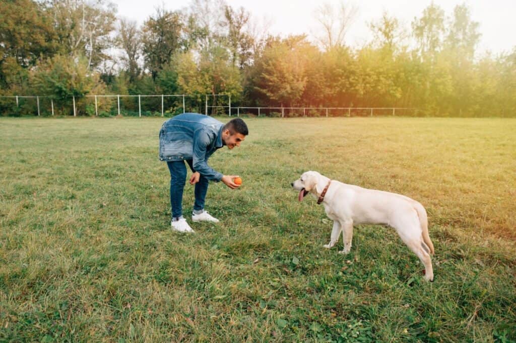 The Best Ways To Keep Your Senior Dog Active
