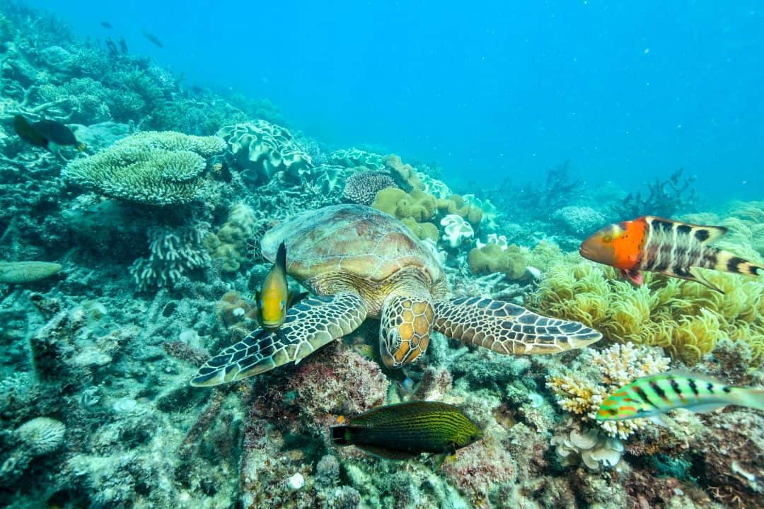 Myth vs Fact about Coral Reefs and Marine Life in the Maldives – Read Before You Visit