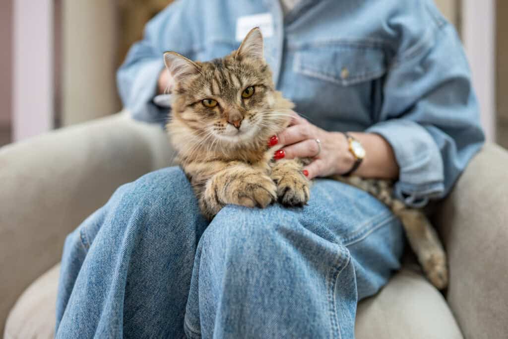 Senior Cat