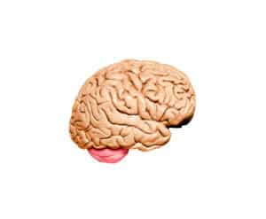 How to Protect Your Brain: What to Do Right Now to Prevent Dementia and Alzheimer’s 