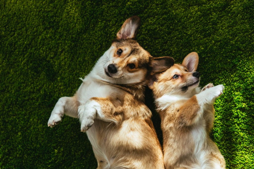 How CBD Can Support Your Senior Pup's Daily Walks
