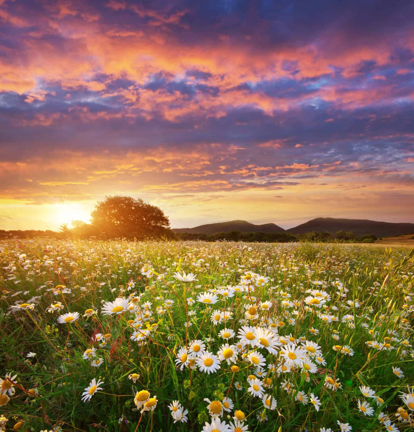 Field of white daisies with yellow centers under a warm sunset sky